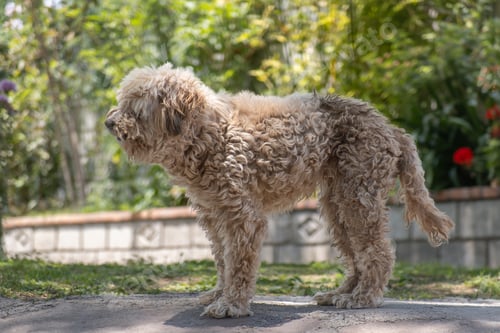 Preview: Curly-Haired Dog Standing in a Sunny Garden