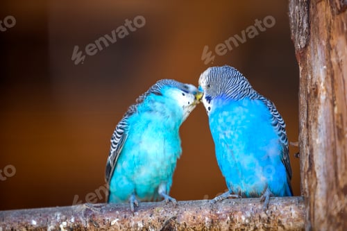 Preview: Small bright blue parrots birds sitting on tree branch on blurred copy space background