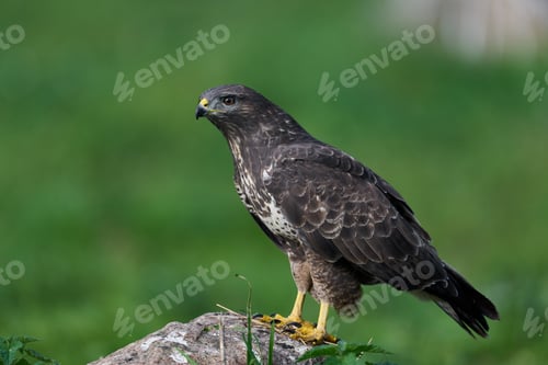 Preview: Common buzzard (Buteo buteo)