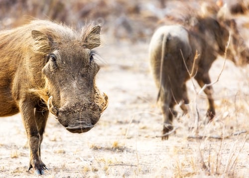 Preview: Warthog Looking Into Camera