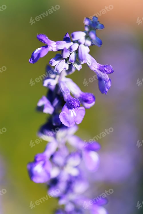 Preview: Beautiful fresh purple flower in frame closeup macro blur background