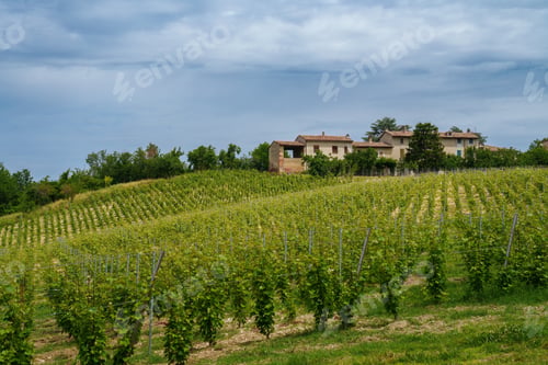 Preview: Hills of Oltrepo Pavese at June. Vineyards