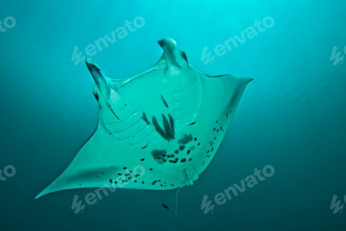 Preview: Graceful manta ray gliding through ocean depths