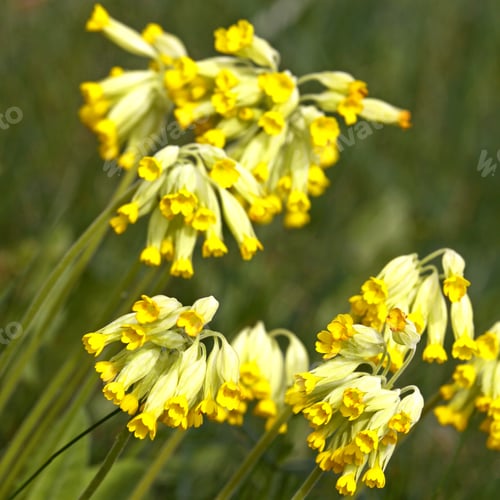 Preview: Close up of cowslip flowers in summer