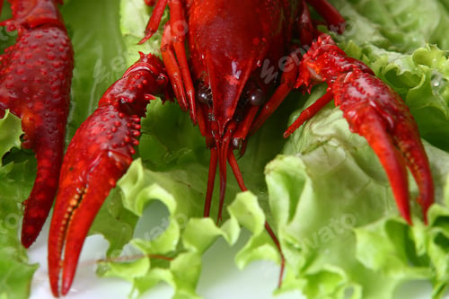 Preview: red claw with green salad