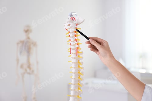 Preview: Orthopedist pointing on human spine model in clinic, closeup