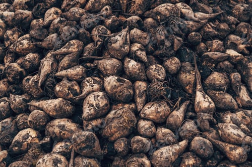 Preview: Dirty sugar beet root crops piled after harvest and left to dry before transport to processing plant