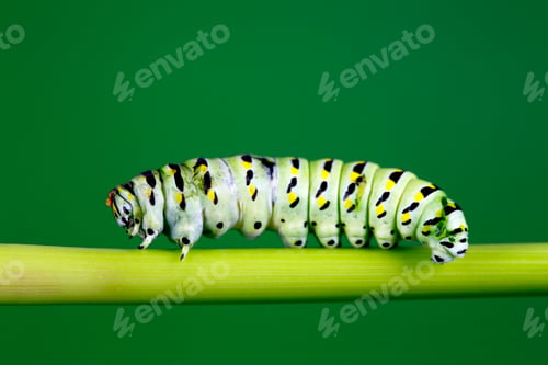 Preview: Caterpillar