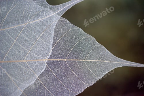 Preview: Skeletons of two leaves. Macro shot