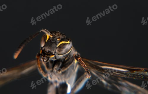 Preview: Wasp insect macro photo with space for text