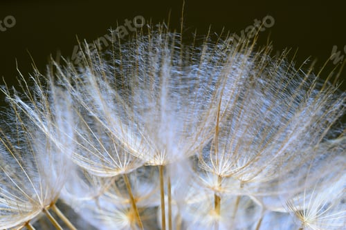 Preview: Close up of winged seeds of dandelion head plant