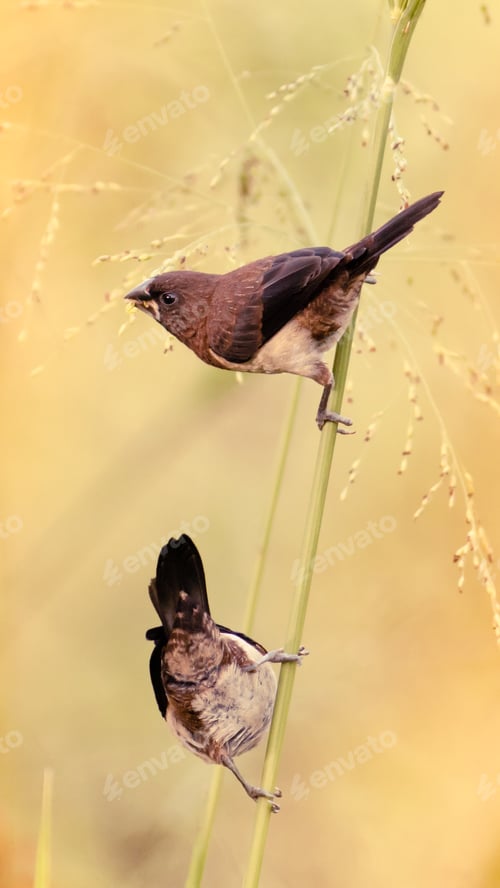 Preview: Beautiful Lonchura striata birds pair on a weed grass stem eating small seeds