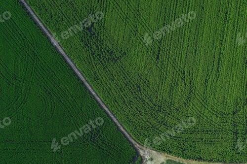 Preview: Aerial drone view of green country field with row lines, top view.