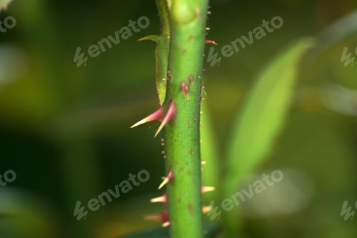 Preview: Closeup of rose thorns in a field under the sunlight with a blurry background