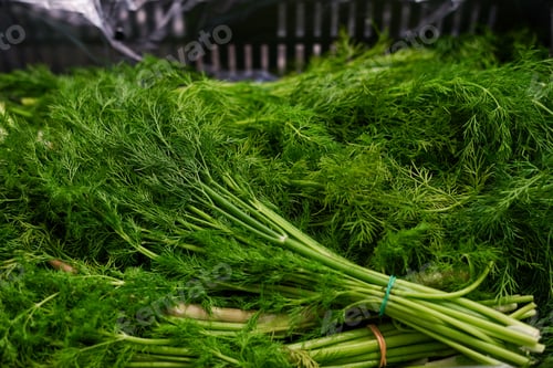 Preview: greens dill in the boxes at the grocery store