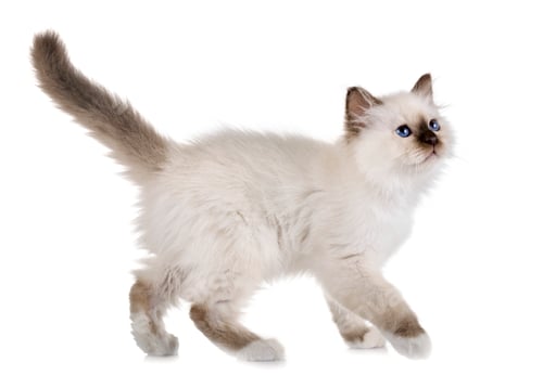Preview: birman kitten in studio