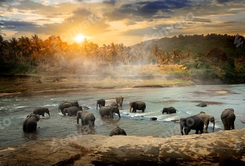 Preview: Wildlife in jungles