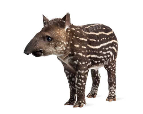 Preview: Young South american tapir, isolated on white, 41 days old