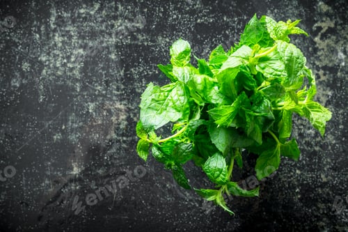 Preview: Fresh herbs. Green mint.