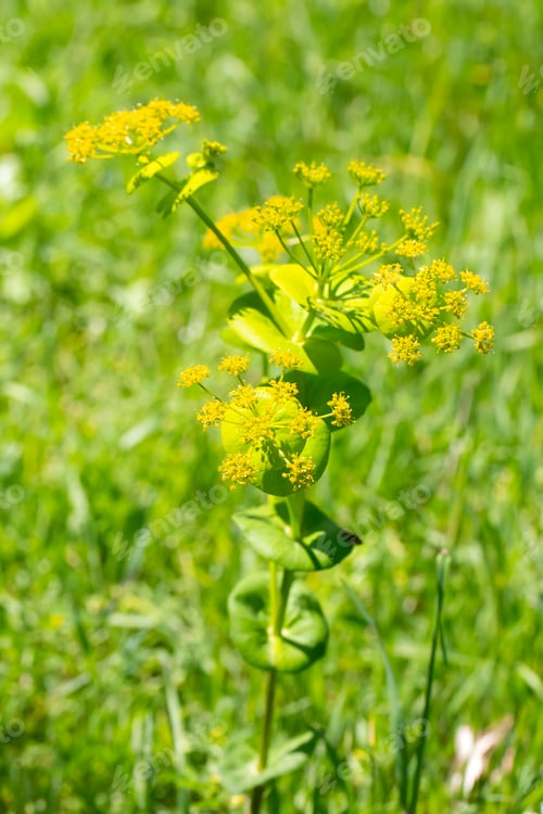 Preview: Smyrnium perfoliatum is a plant species from the Smyrnium genus of the Apiaceae family.