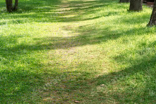 Preview: A sunny pathway through green grass, shaded by trees, offering a tranquil and serene view.