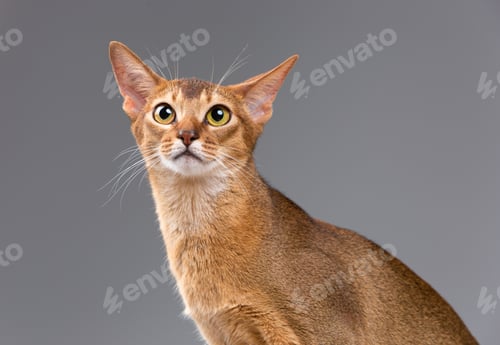 Preview: Purebred Abyssinian Young Cat Portrait On Gray Background