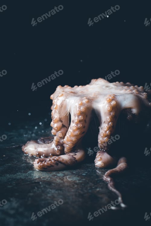 Preview: Fresh raw octopus