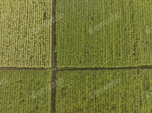 Preview: Aerial view of sugarcane plants growing at field