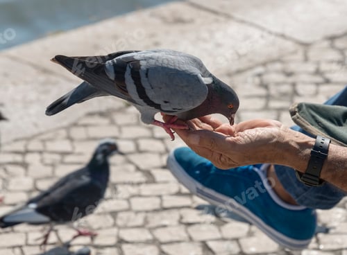 Preview: dove eating from man hands