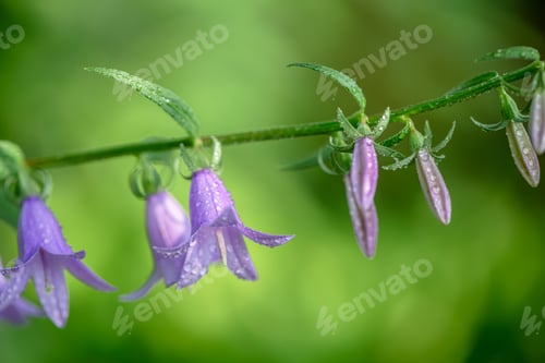 Preview: purple bellflower flowers. nature, summer