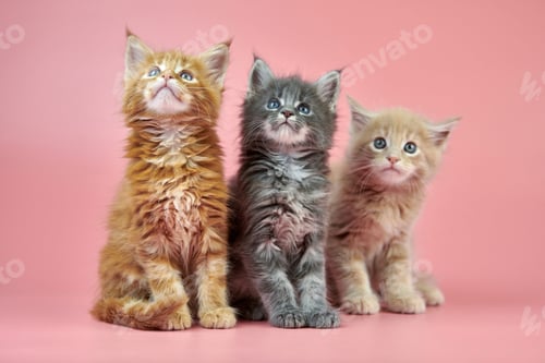 Preview: Maine coon kitten