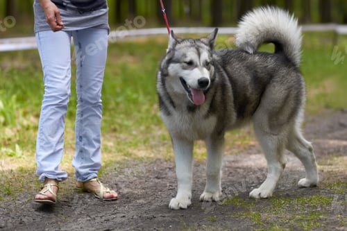 Preview: A robust husky out for a walk through the park on a lead