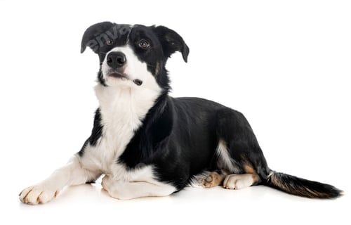 Preview: border collie in studio