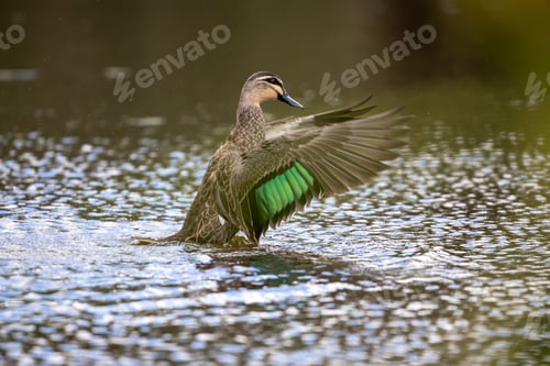 Preview: Close-up of an adorable pacific black duck swimming in a pond