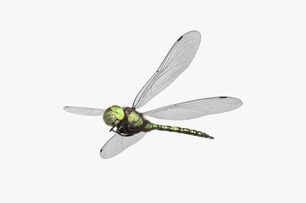 Preview: Southern Hawker Dragonfly (Aeshna Cyanea)