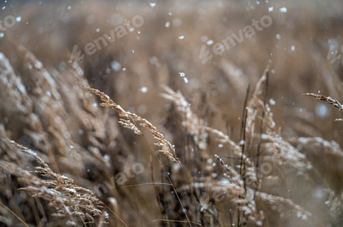 Preview: Winter view with snowy stalks of dry grass on a blurred background during a snowfall. Closeup