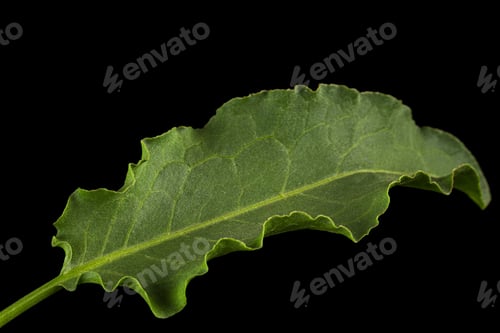 Preview: Horse sorrel leaf, lat. Rumex confertus, isolated on black background