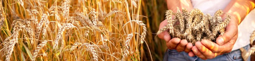 Preview: wheat in the hands of a farmer and a child.