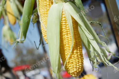 Preview: Visit your nearby farmers market to savor some delightful and fresh corn on the cob