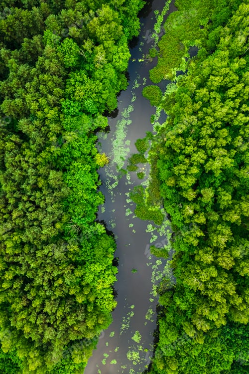 Preview: Flying above green forest and river in summer.