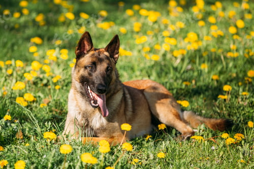 Preview: Malinois Belgian Shepherd Dog Resting In Green Grass