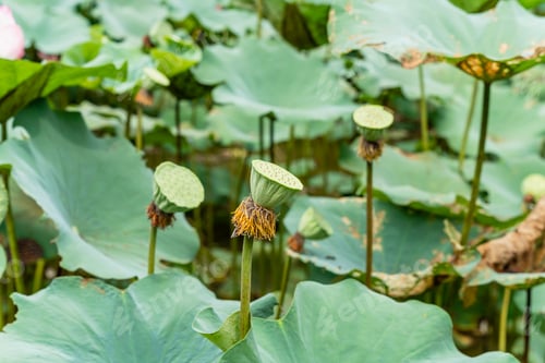 Preview: Nelumbo nucifera