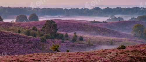 Preview: Posbank National park Veluwe, purple pink heather in bloom, blooming heater on the Veluwe