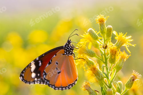 Preview: Sultan butterfly on plant ; Danaus chrysippus butterfly