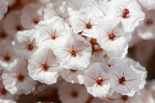 Preview: Delicate White Flowers with Orange Centers Blooming
