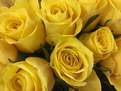 Preview: A bunch of bold and bright yellow roses
