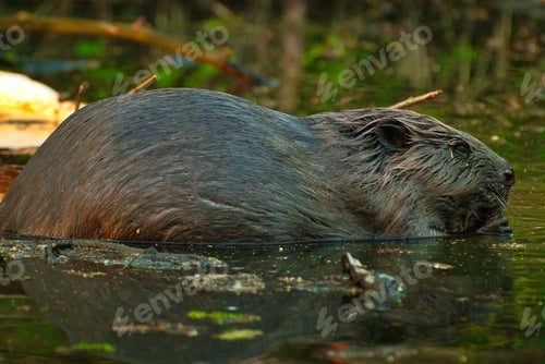 Preview: The European beaver (Castor fiber) eats a branch sitting in the water