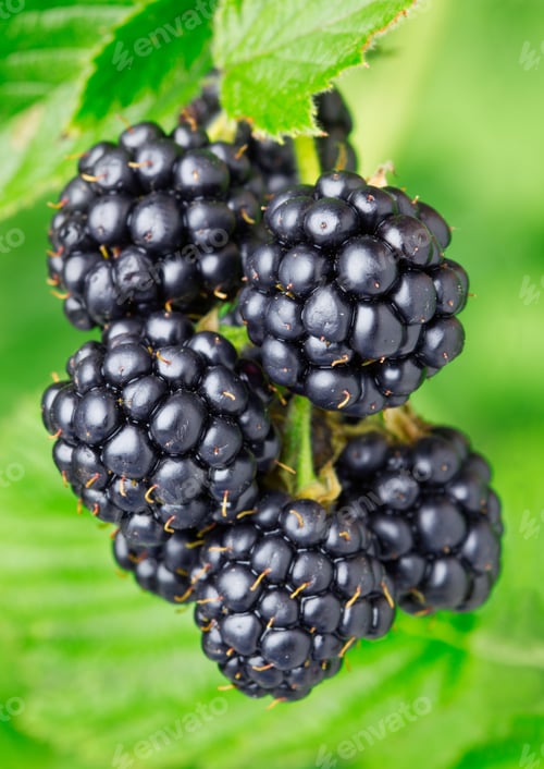 Preview: Blackberries