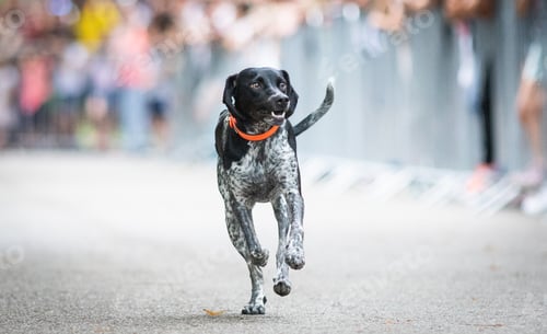 Preview: cute dog running at dog speed race