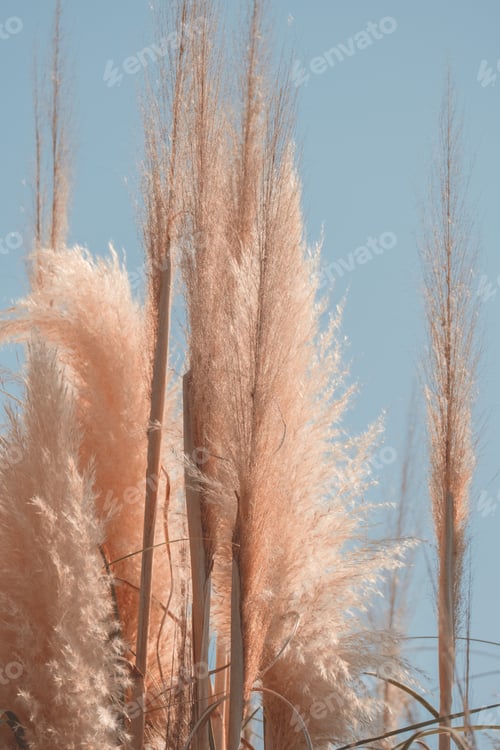 Preview: pampas grass against blue sky, minimal trendy art nature poster